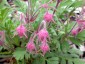 Geum triflorum - small image 3