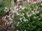 Gillenia trifoliata AGM - small image 3