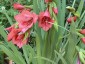 Gladiolus flanaganii - small image 3