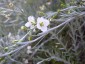 Gomphostigma virgatum - small image 3