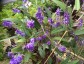 Hardenbergia violacea AGM - small image 3
