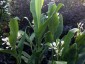 Hedychium forrestii - small image 3