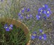 Heliophila longifolia - small image 3