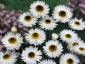 Helipterum roseum 'Pierrot' - small image 3