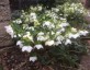 Helleborus 'Ushba's Grandchildren' - small image 3