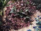 Helleborus x sternii Pewter form - small image 3