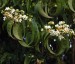 Heptacodium miconioides AGM - small image 3