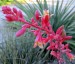 Hesperaloe parviflora - small image 3
