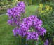 Hesperis matronalis - small image 3