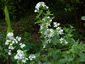 Hesperis matronalis alba - small image 3