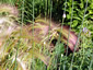 Hordeum jubatum - small image 3
