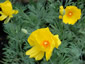Hunnemannia fumariifolia - small image 3
