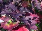 Hydrangea quercifolia AGM - small image 3