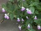 Impatiens balfourii - small image 3