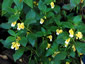 Impatiens scabrida - small image 3