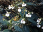 Impatiens tinctoria - small image 3