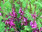 Indigofera heterantha - small image 3