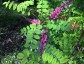 Indigofera howellii AGM - small image 3