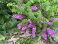 Indigofera kirilowii - small image 3