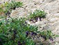 Iochroma australe - small image 3