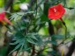 Ipomoea quamoclit - small image 3