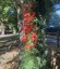 Ipomopsis rubra - small image 3
