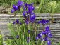 Iris sibirica - small image 3
