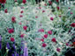 Knautia macedonica - small image 3