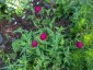 Knautia macedonica 'Mars Midget' - small image 3