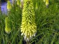 Kniphofia citrina - small image 3