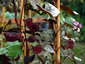 Lablab 'Ruby Moon' - small image 3