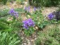 Lathyrus nervosus - small image 3
