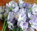Lathyrus odoratus 'Bristol' - small image 3