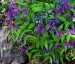 Lathyrus vernus - small image 3