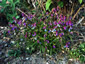 Lathyrus vernus filicifolius - small image 3