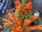 Leonotis leonurus - small image 3