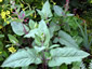 Lepechinia hastata - small image 3