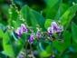 Lespedeza buergeri - small image 3