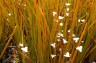 Libertia peregrinans - small image 3
