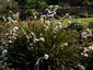 Libertia procera - small image 3