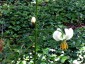 Lilium martagon var. album AGM - small image 3