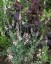 Linaria 'Peachy' - small image 3