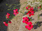 Linum grandiflorum 'Rubrum' - small image 3