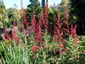 Lobelia tupa - small image 3