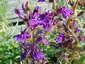Lobelia x speciosa 'Vedrariensis' - small image 3