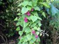 Lophospermum erubescens AGM - small image 3