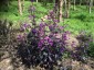Lunaria annua 'Chedglow' - small image 3