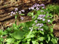 Lunaria rediviva - small image 3