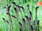 Lysimachia atropurpurea - small image 3