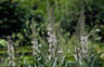 Lysimachia ephemerum - small image 3